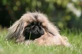 PEKINOIS 171